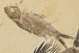 Fossil Fish (Priscacara) With Knightia - Wyoming #198400-3